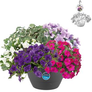 Afbeelding van Hp27 multi Mix 02